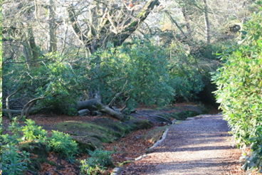 Rhododendron Path